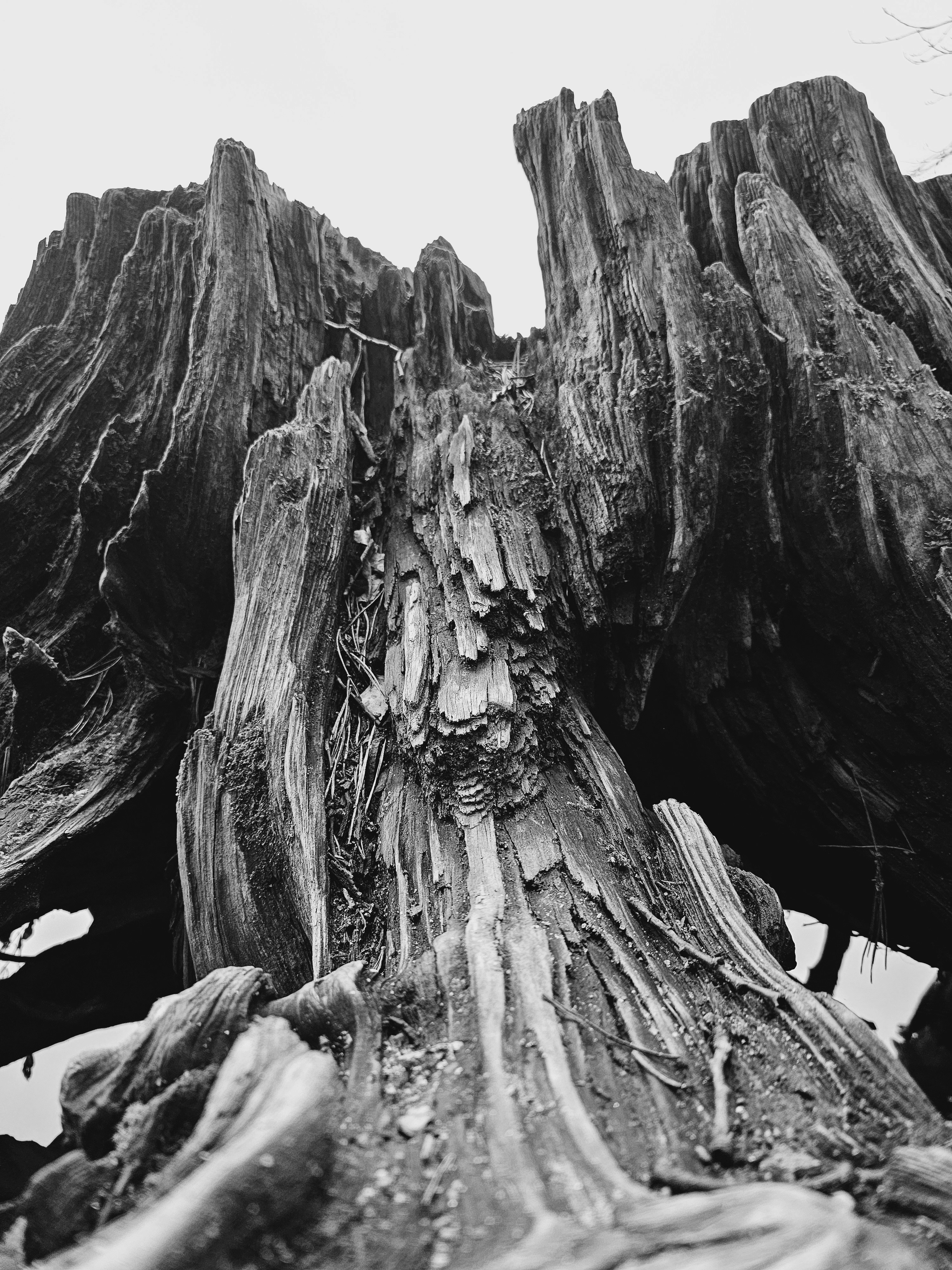 Una foto en blanco y negro de un tocón de árbol