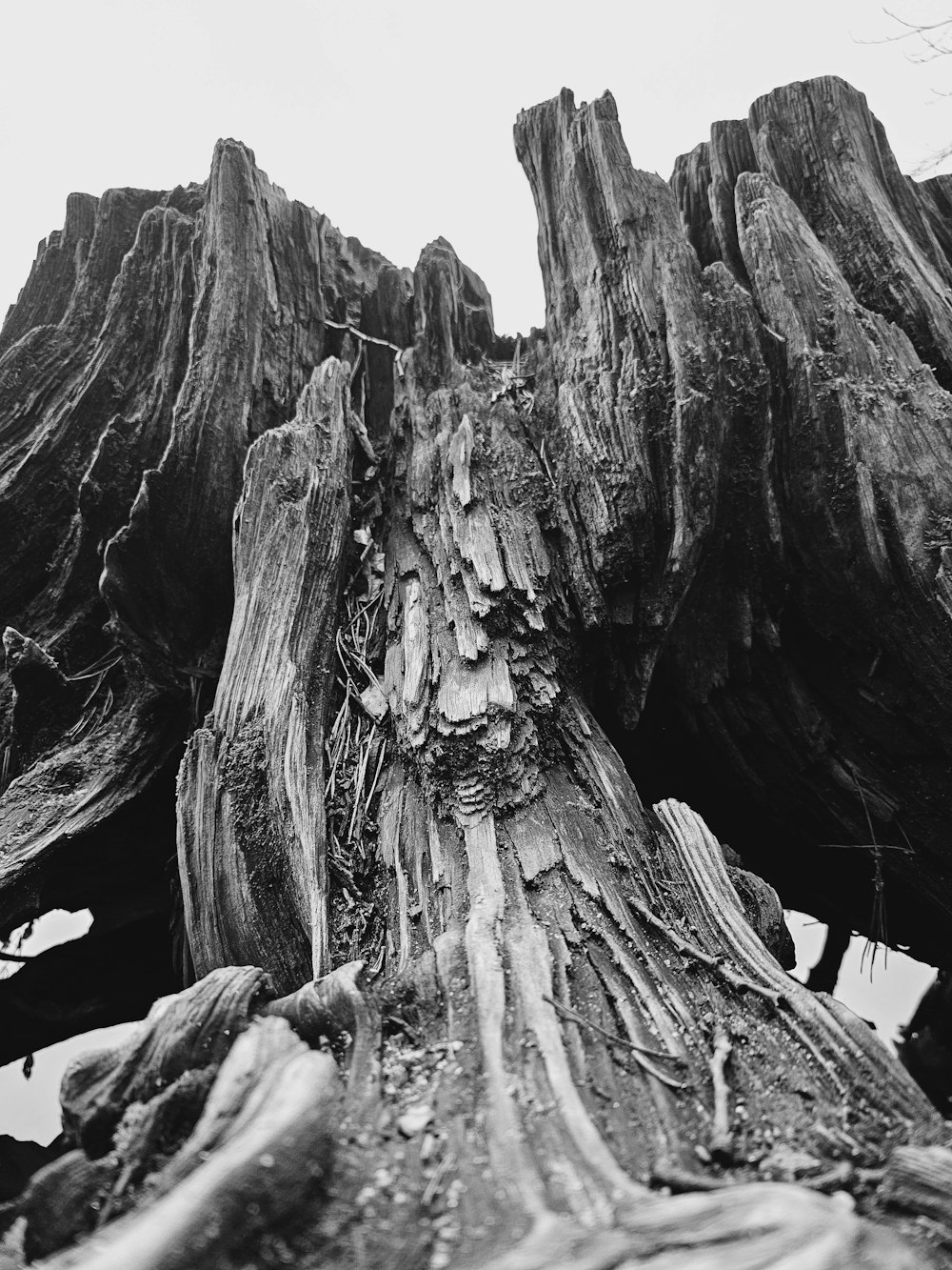 a black and white photo of a tree stump