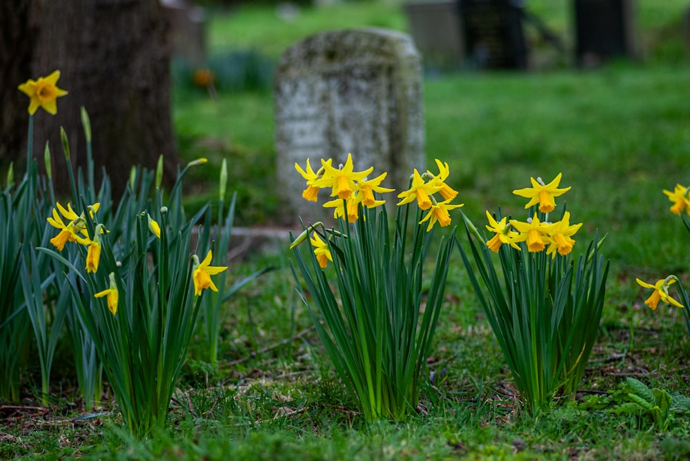 a group of yellow flowers sitting in the grass