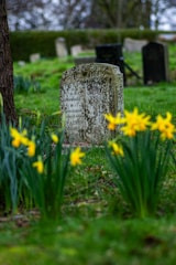 a grave surrounded by daffodils in a cemetery
