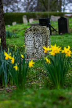 a grave surrounded by daffodils in a cemetery