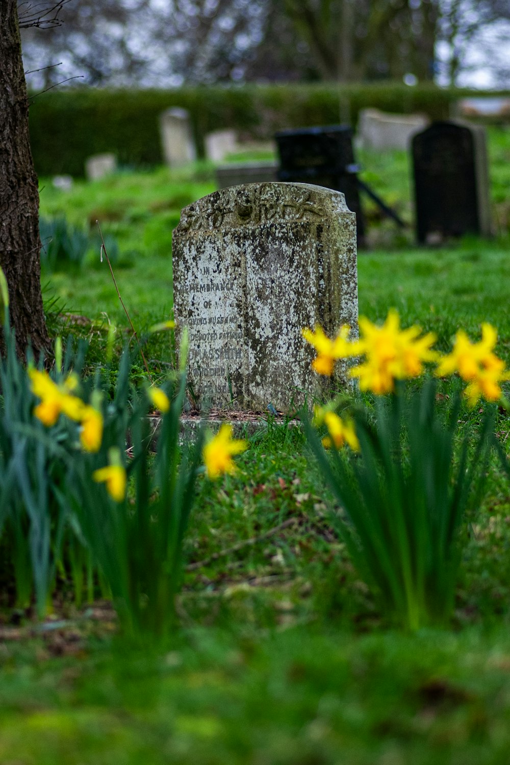 a grave surrounded by daffodils in a cemetery