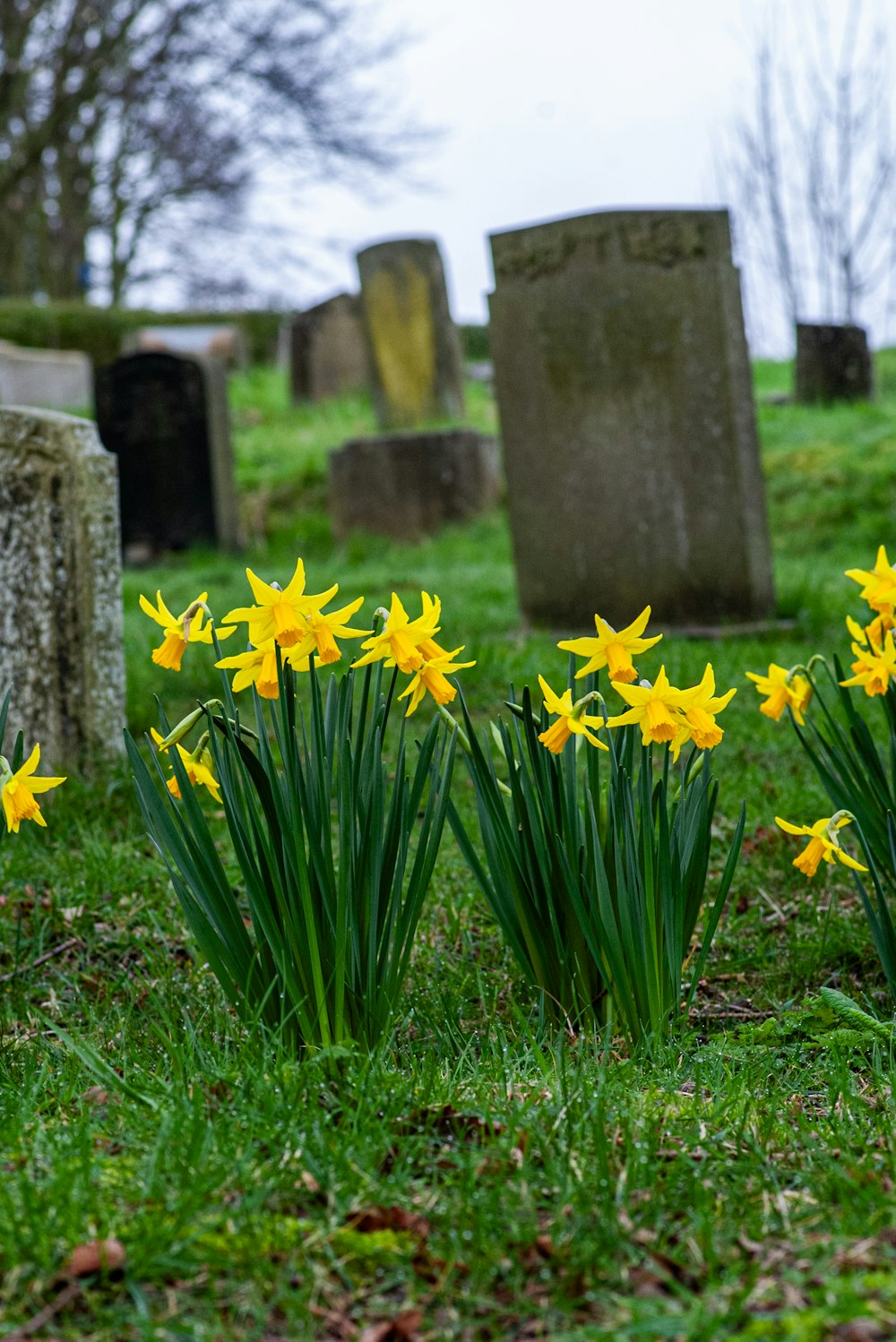 a bunch of flowers that are in the grass