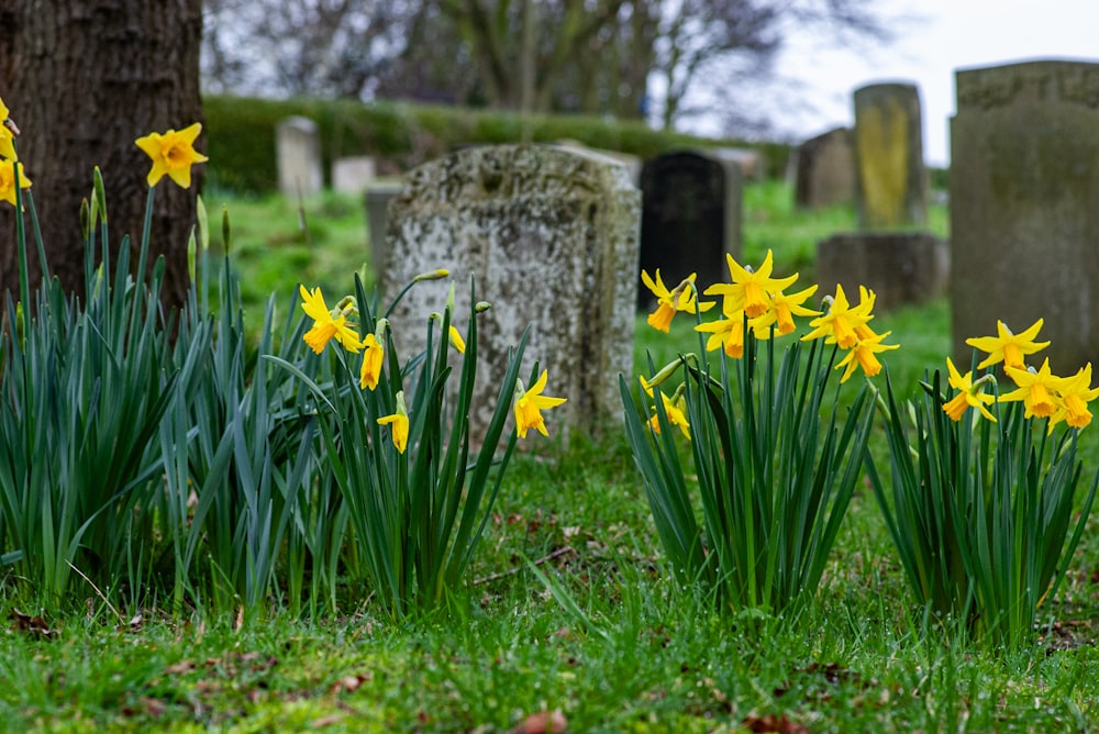 a bunch of flowers that are in the grass