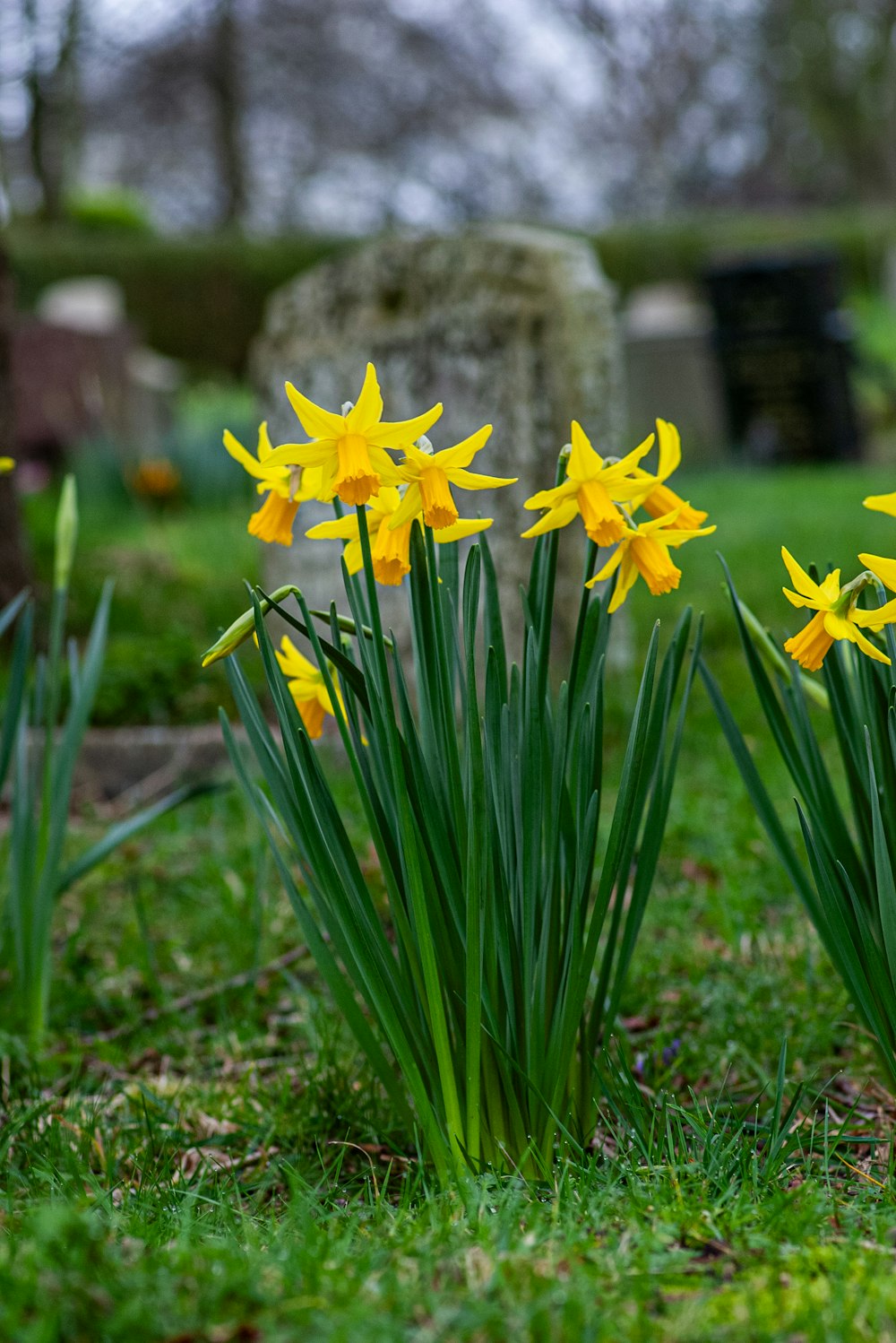 a bunch of flowers that are in the grass