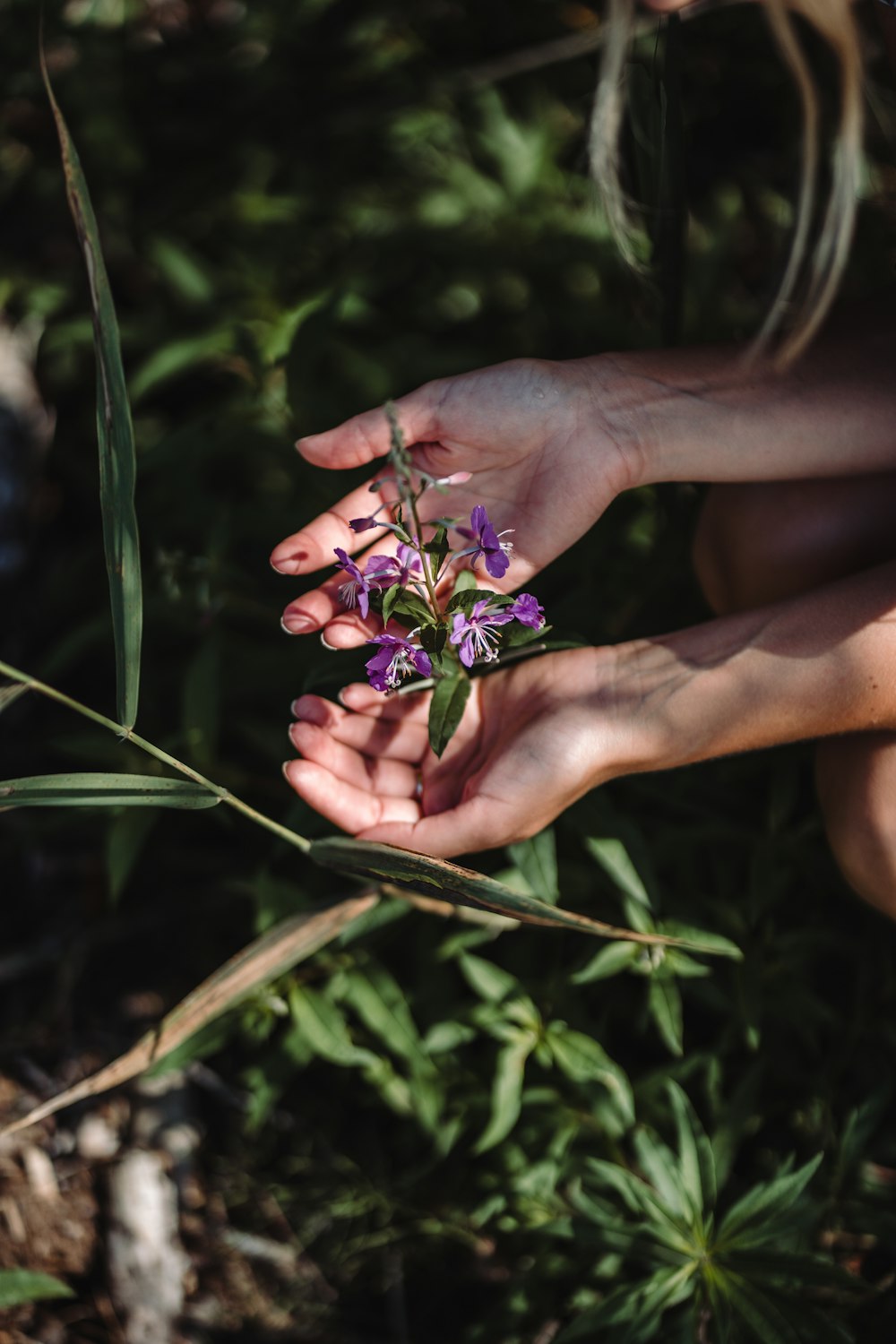 a person holding a flower in their hands