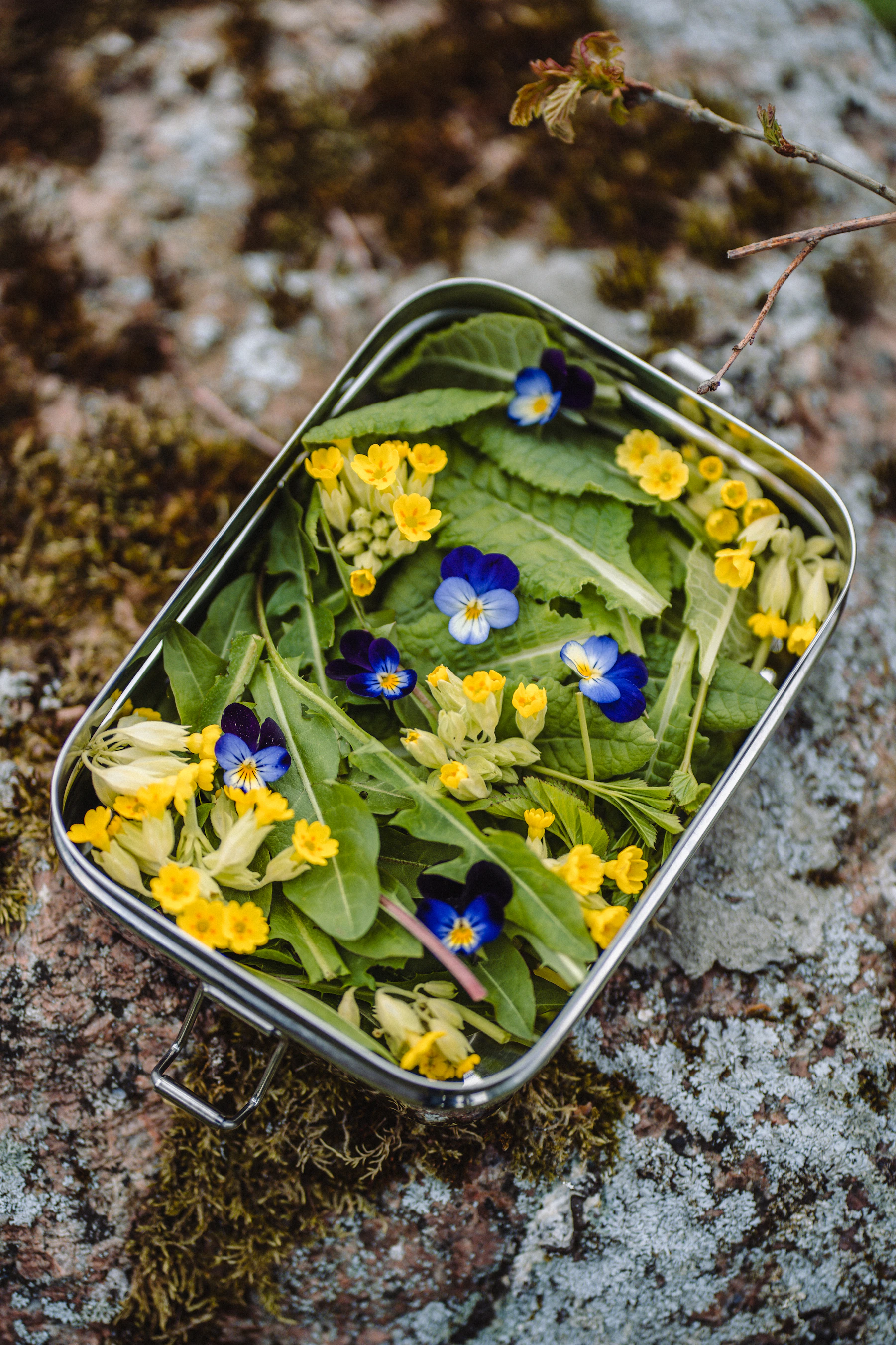 An open metal tin of picked green leaves and small yellow and blue flowers, resting on a rock covered in lichen and moss