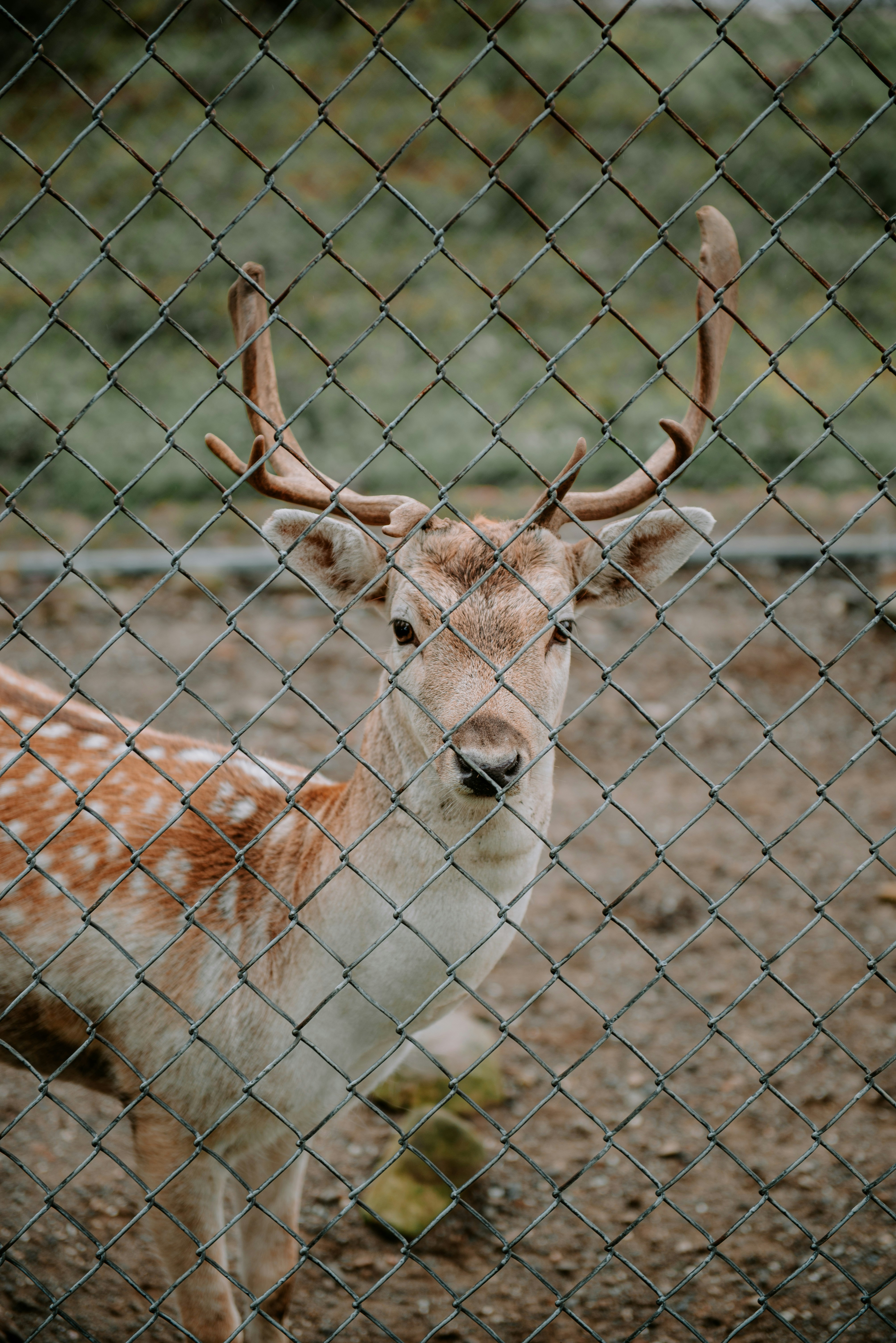 a deer standing behind a chain link fence