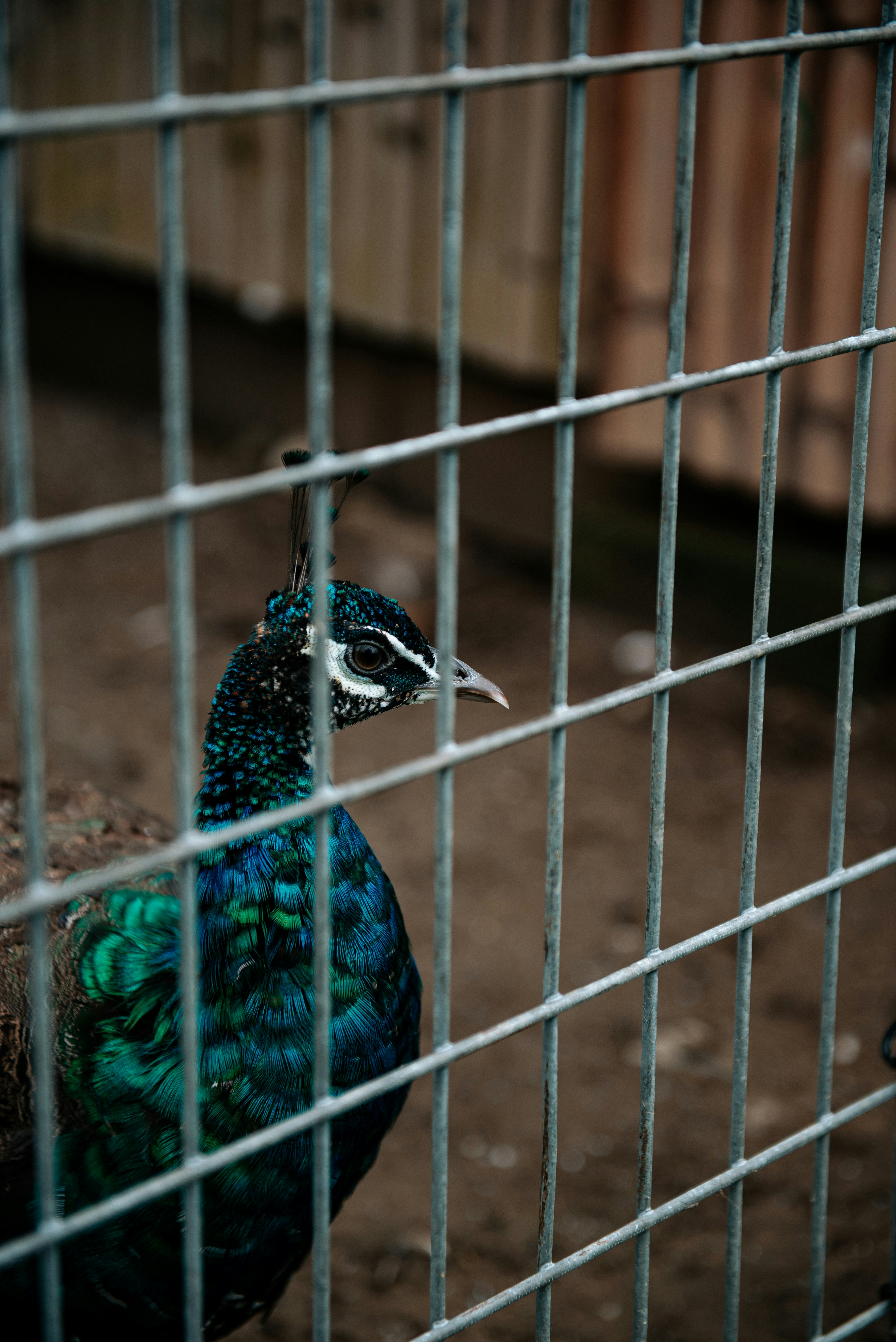 a peacock is standing behind a metal fence
