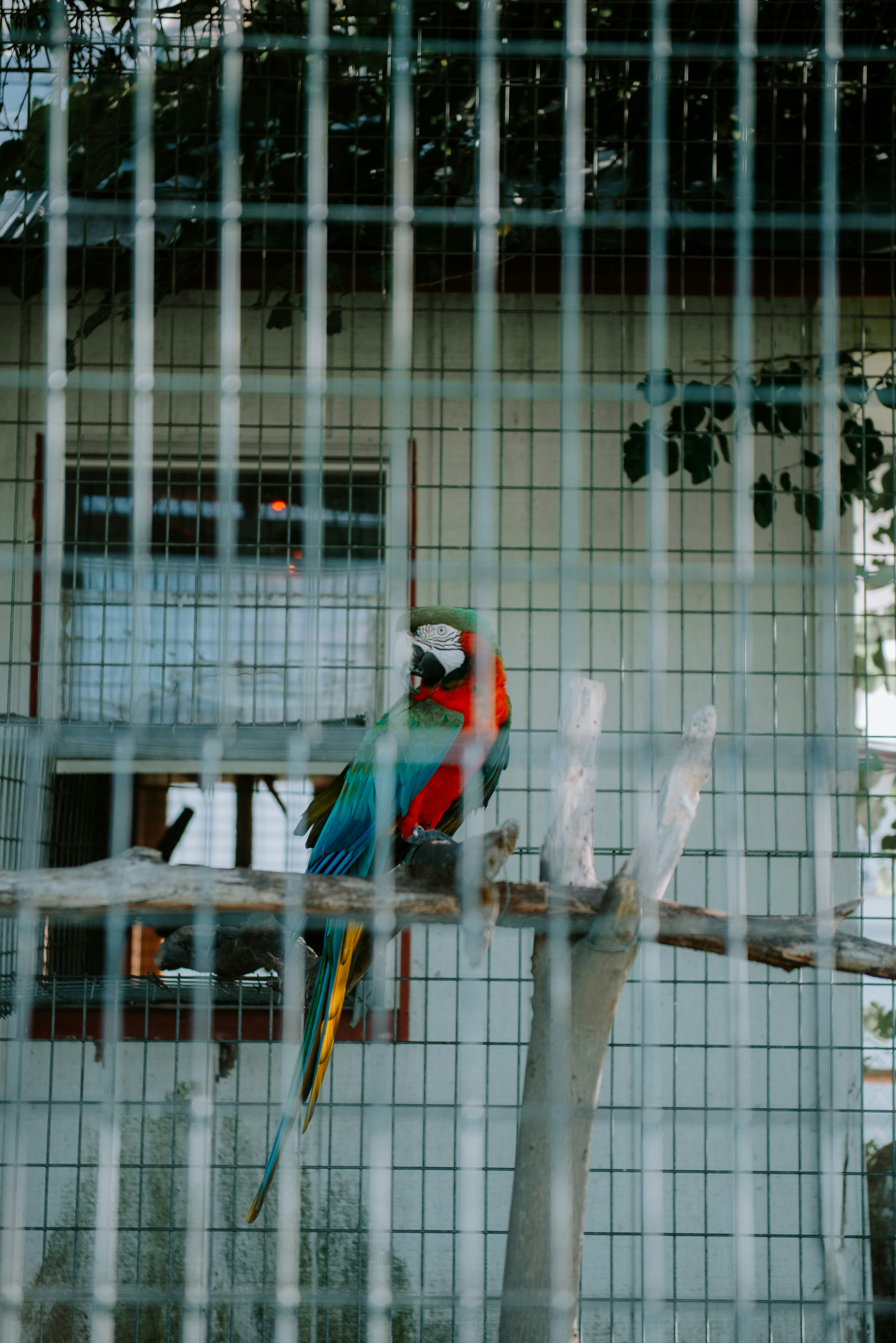 Dog and Parrot: The Colorful Tag Team (image credits: unsplash)