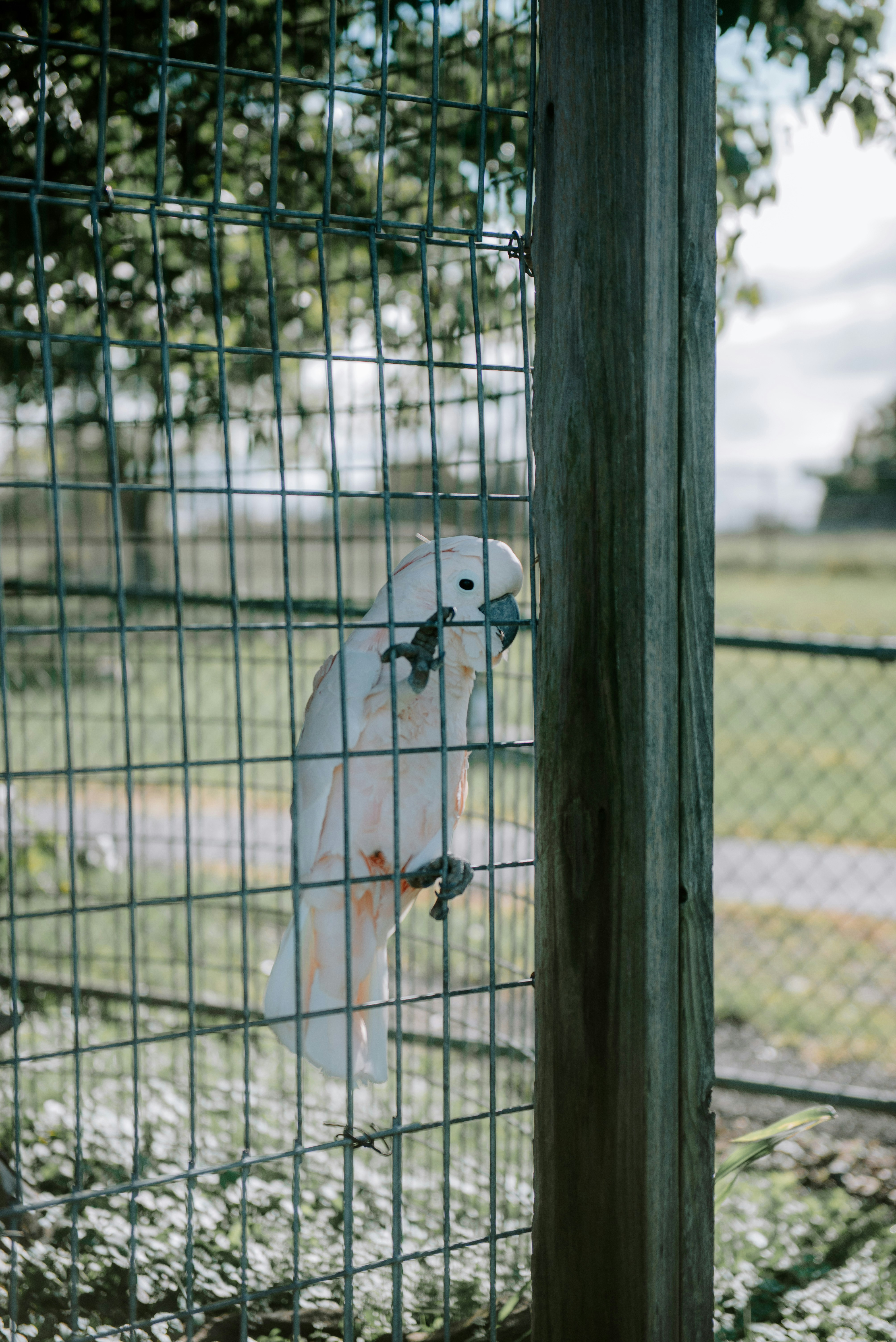 a white parrot sitting on top of a wooden pole