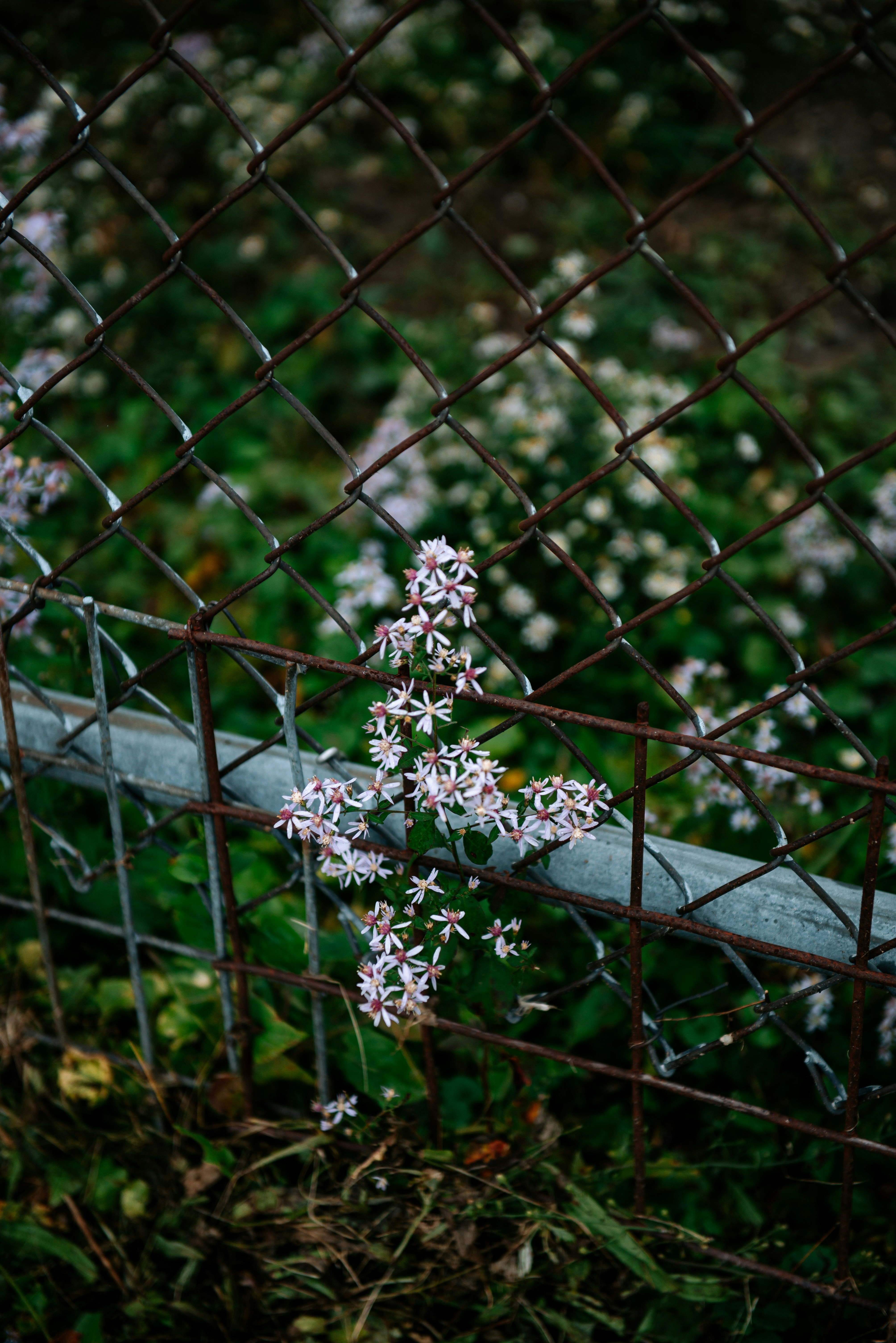a bunch of white flowers growing through a fence