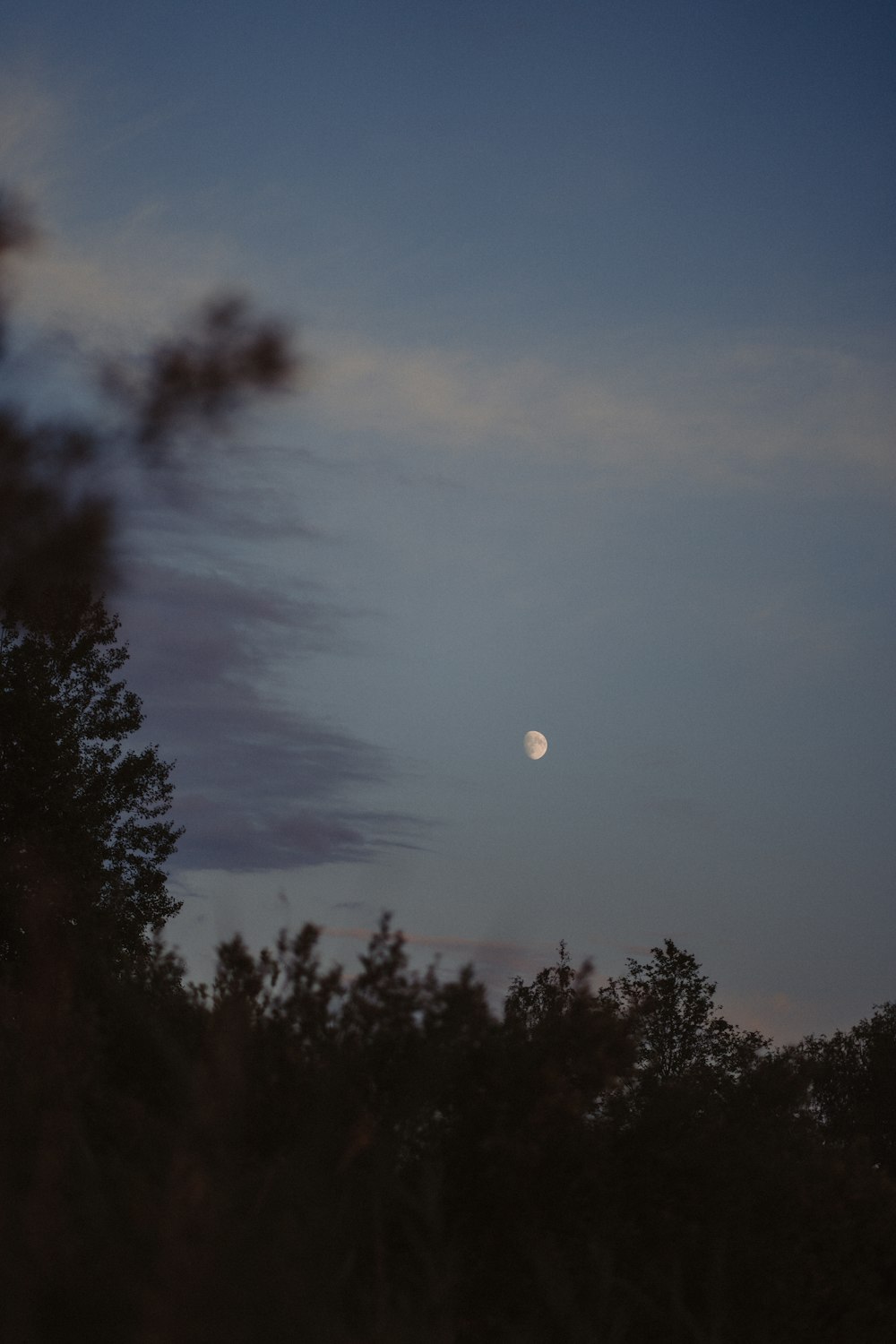 a full moon is seen through the trees