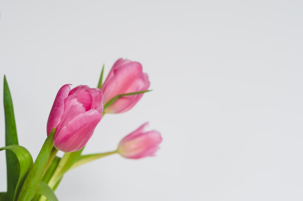 three pink tulips in a vase on a table