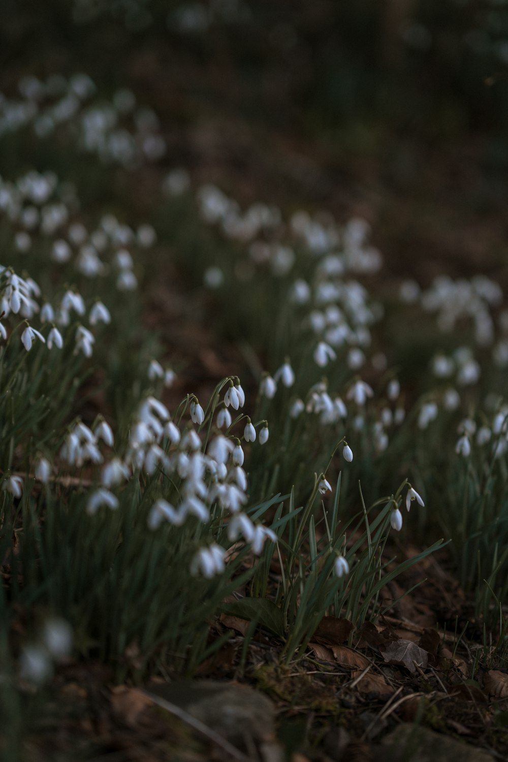 a bunch of flowers that are in the grass