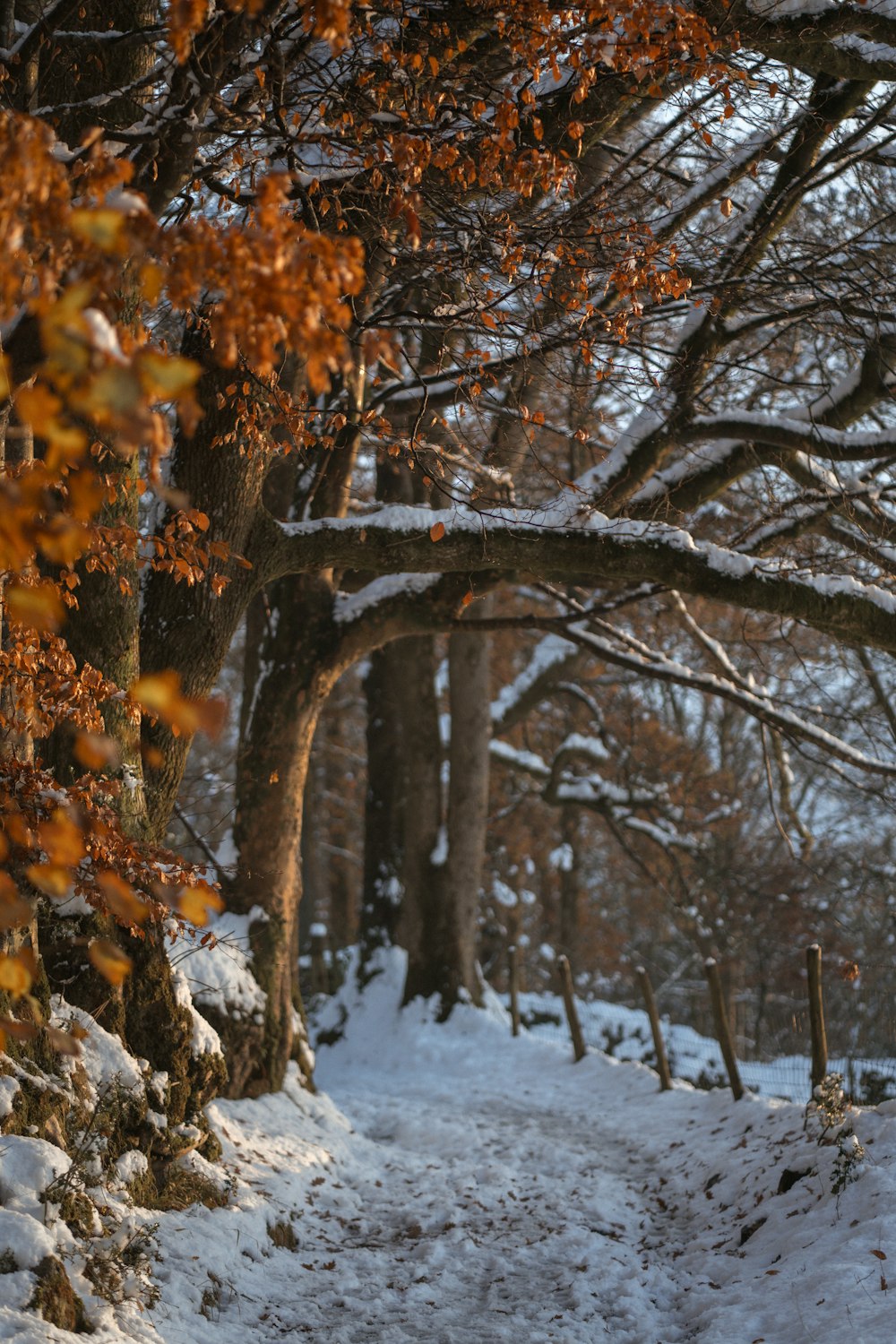 a snow covered path in a wooded area