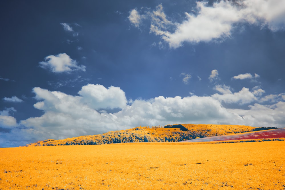 a yellow field with a hill in the background
