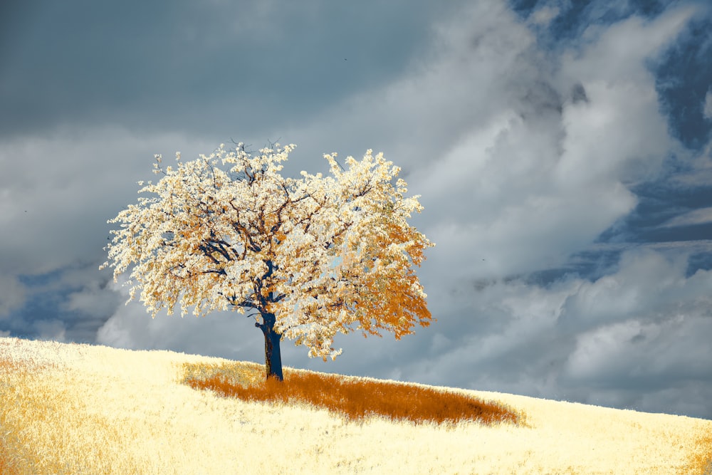 a tree in a field with a cloudy sky in the background