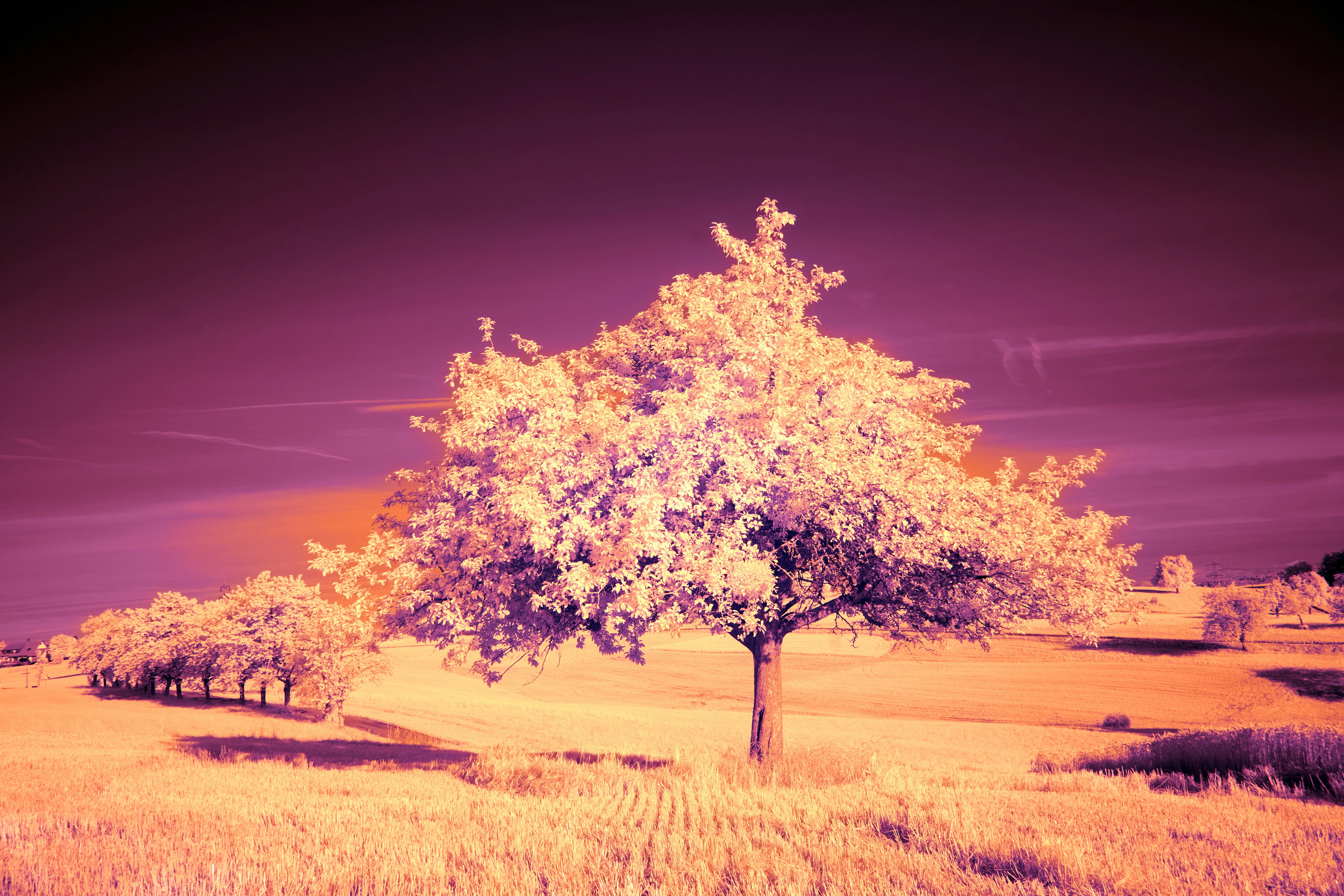 Photo by wolfgang_hasselmann