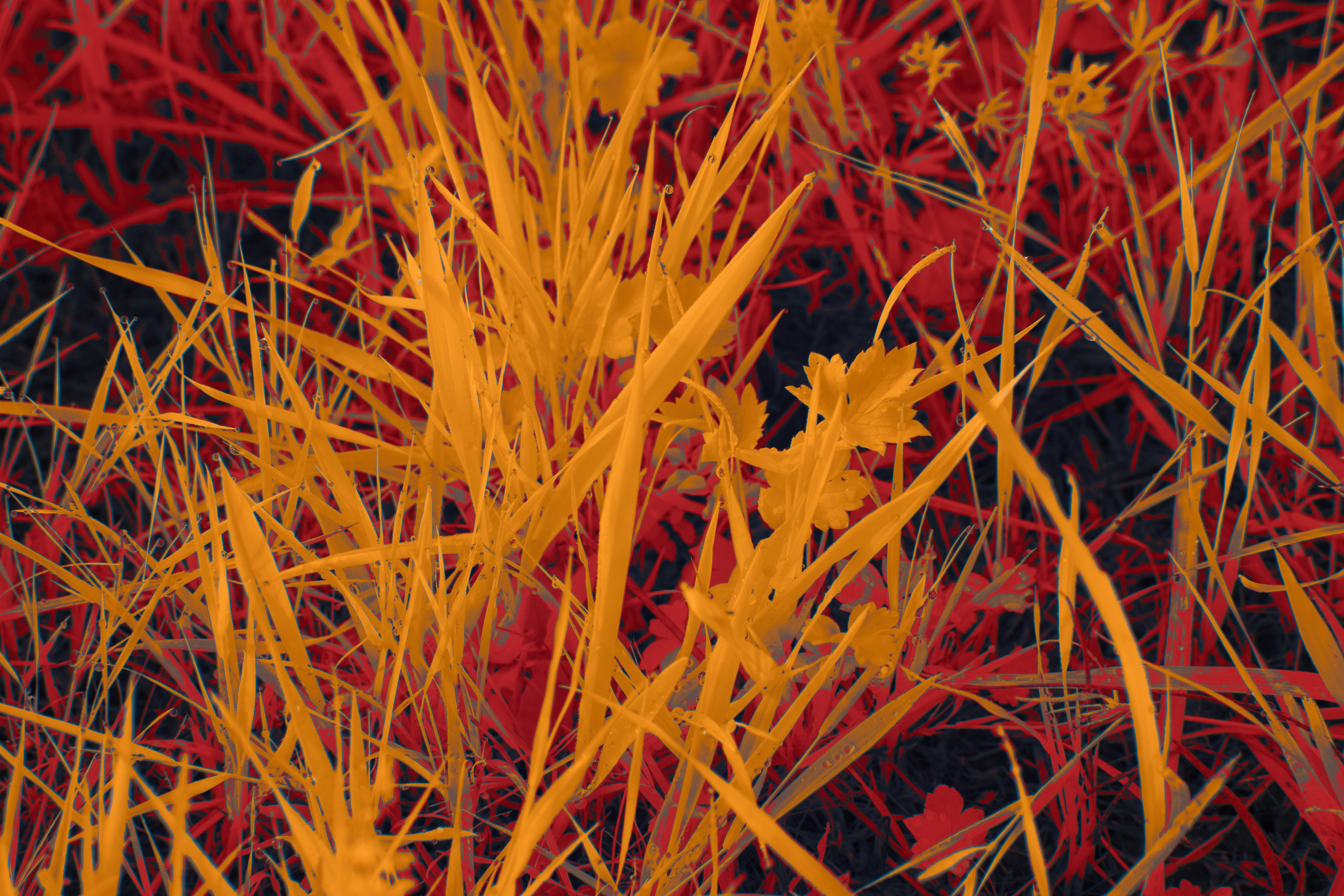 Photo by wolfgang_hasselmann