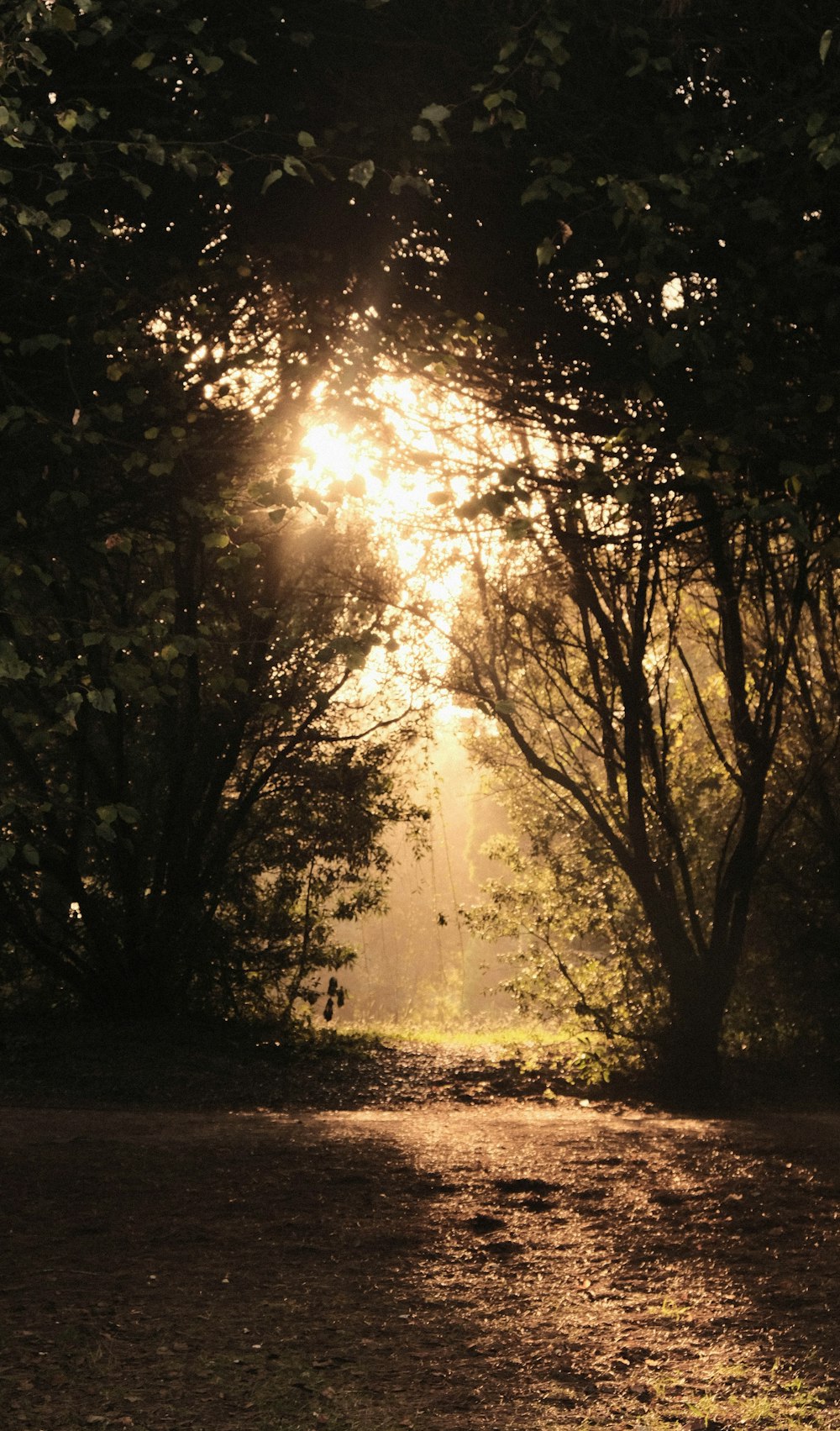 the sun shines through the trees in the forest