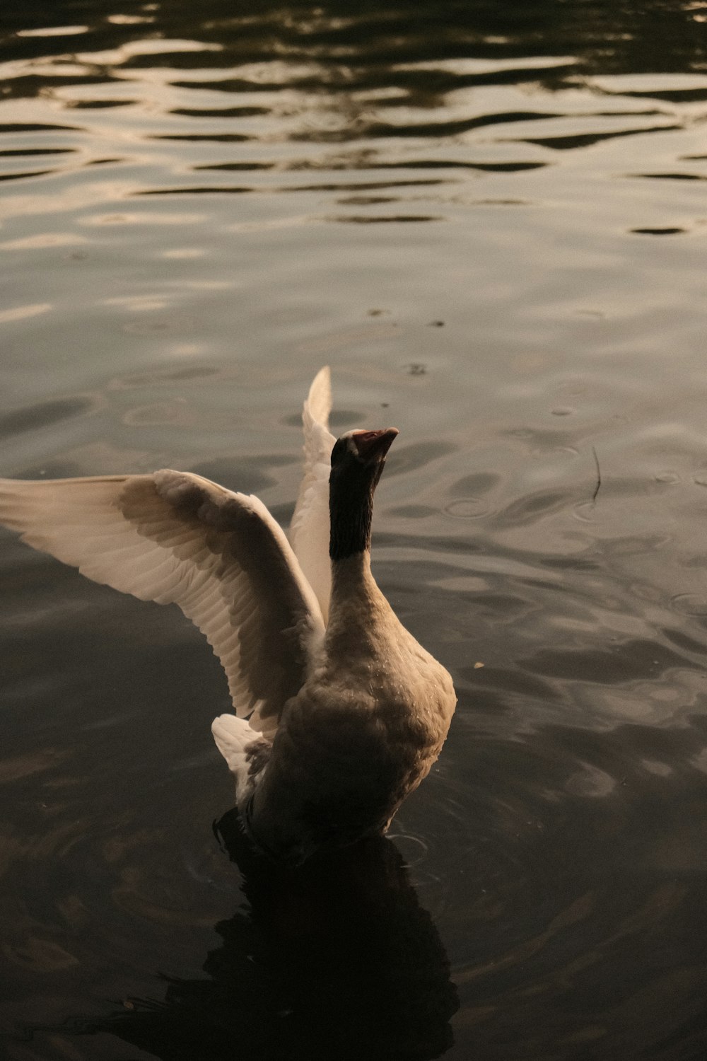 eine Ente, die mit den Flügeln im Wasser schlägt