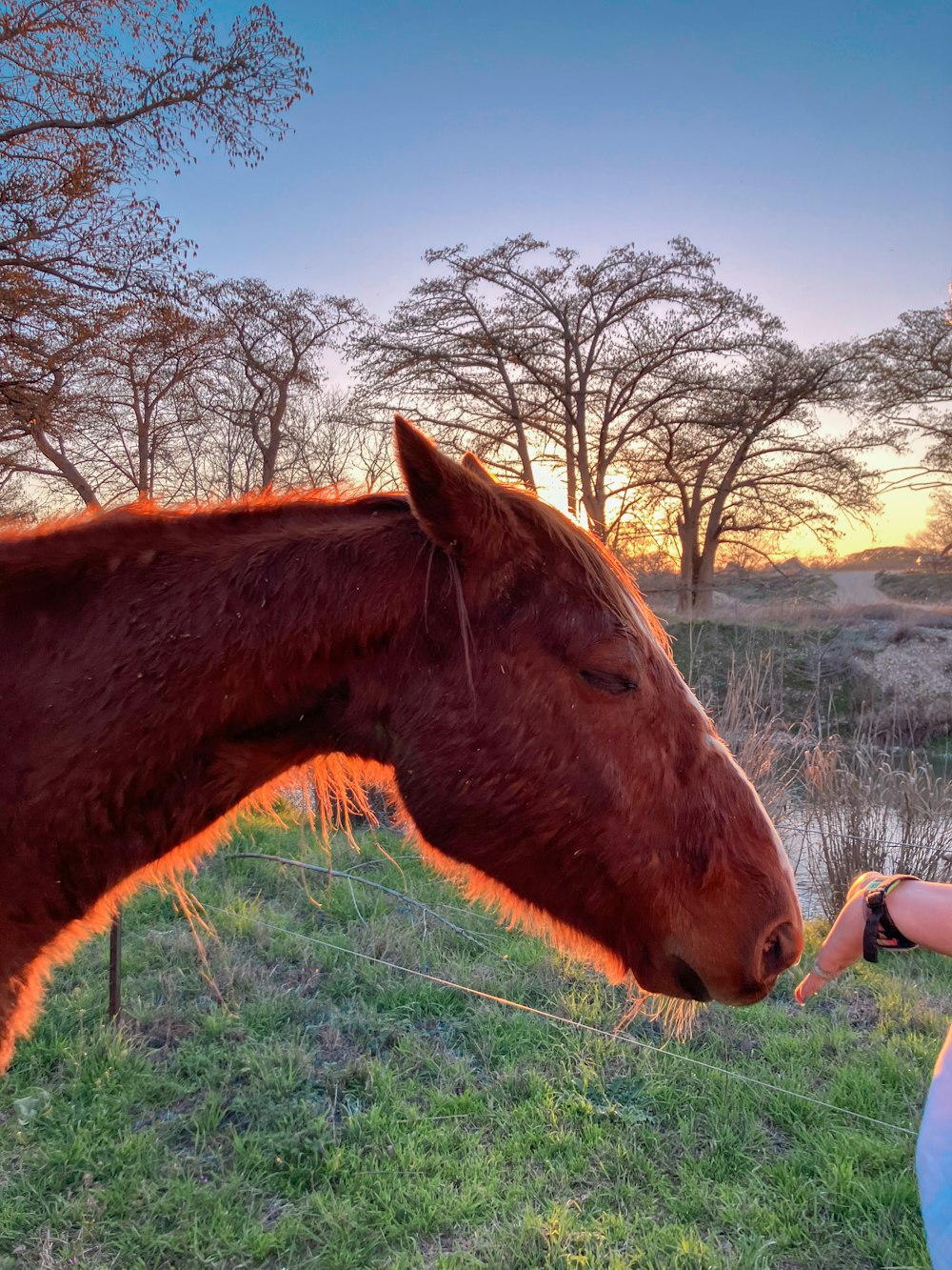 a woman is petting a horse in a field