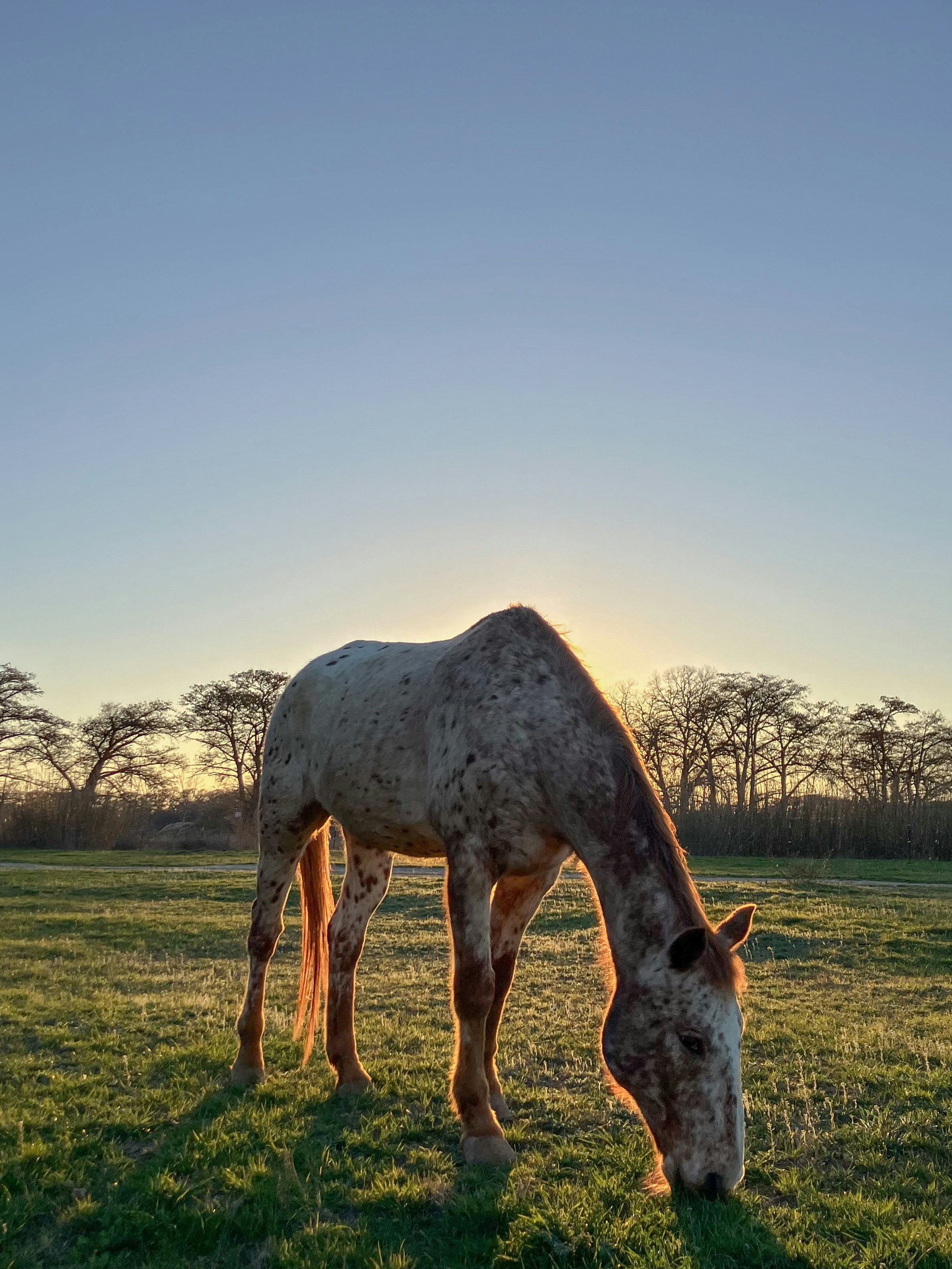 a horse eating grass in a field at sunset