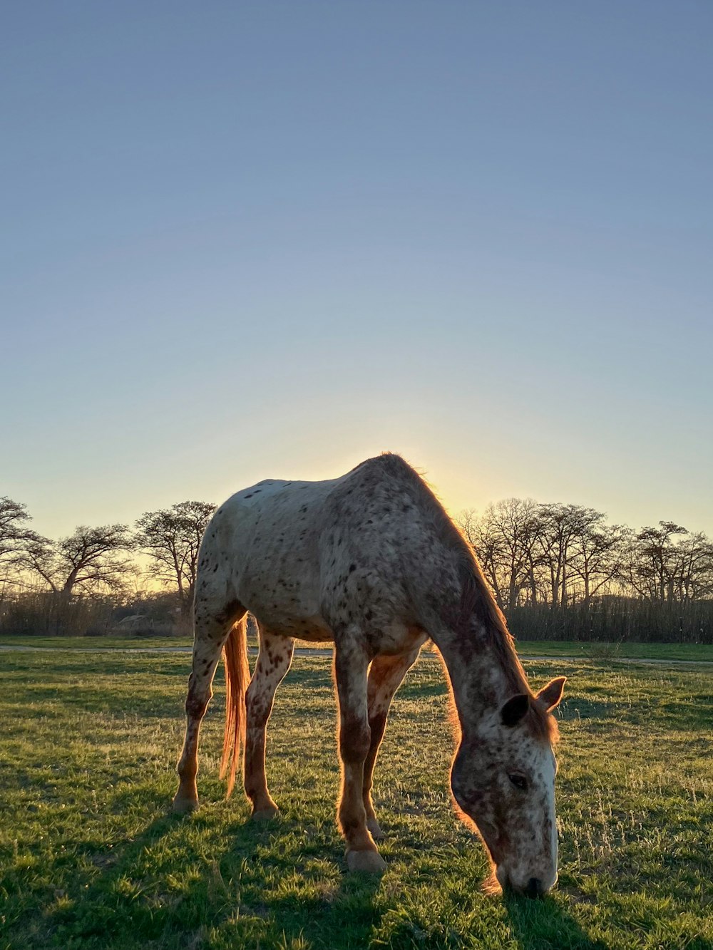 a horse eating grass in a field at sunset