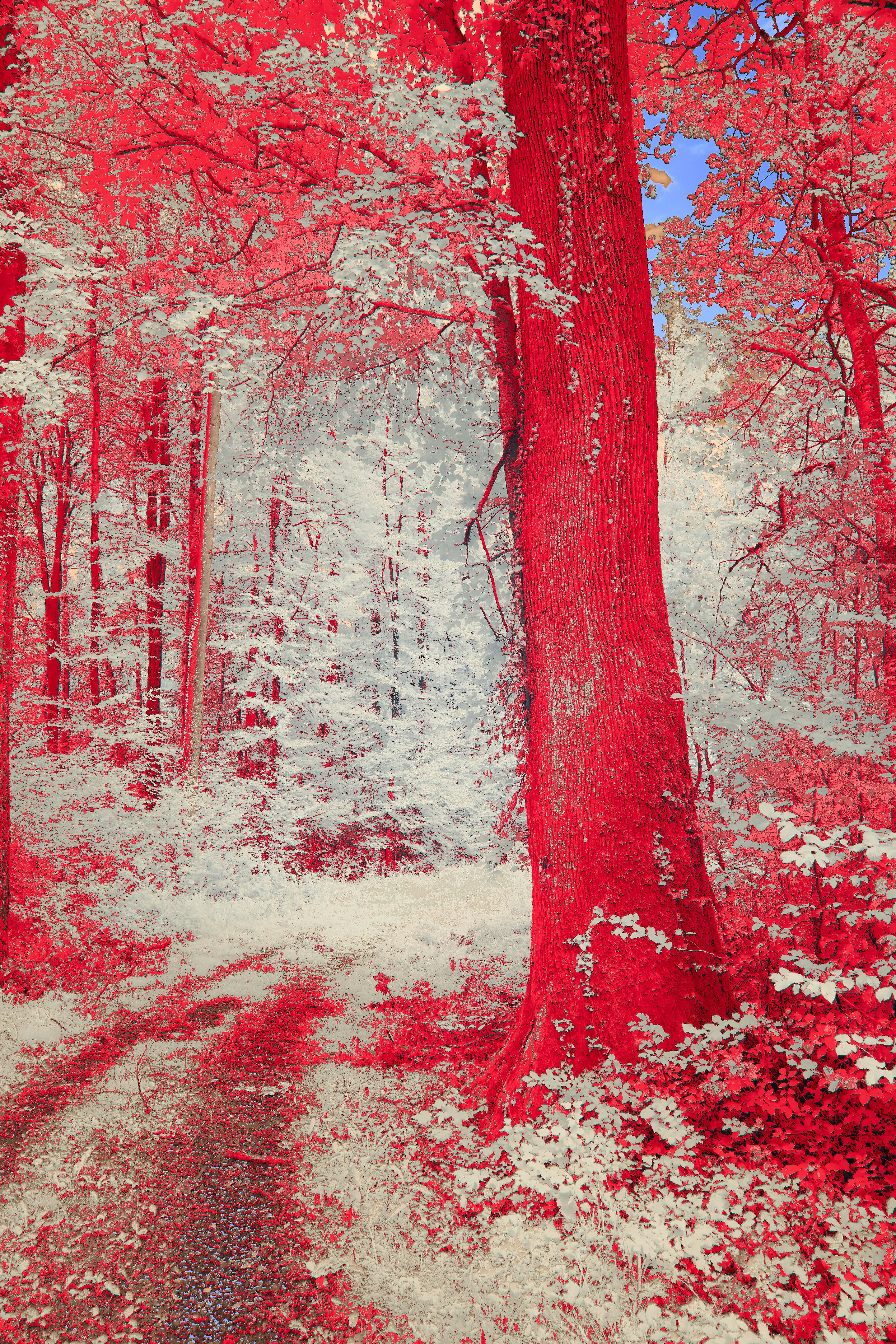 Photo by wolfgang_hasselmann