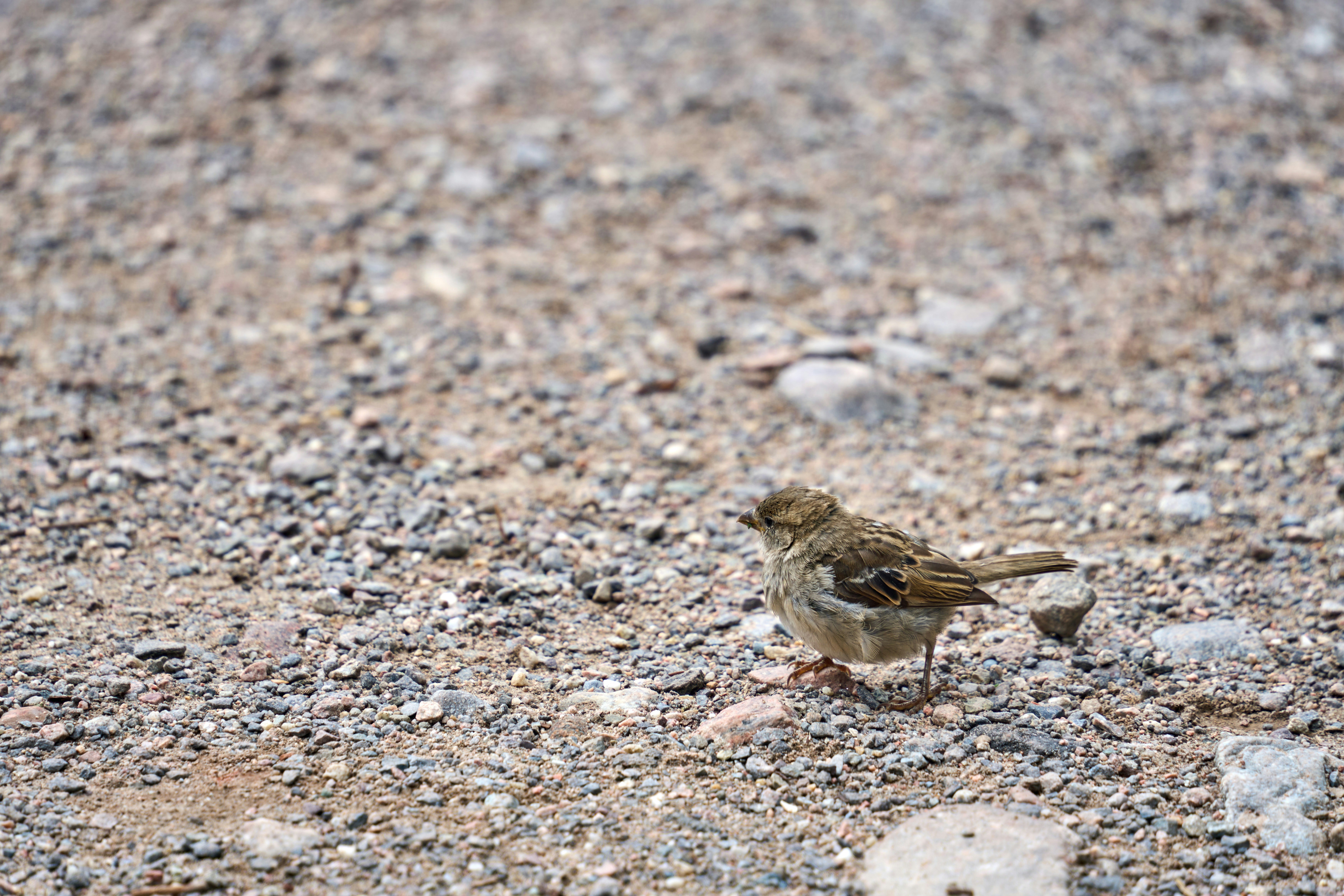 Photo by wolfgang_hasselmann