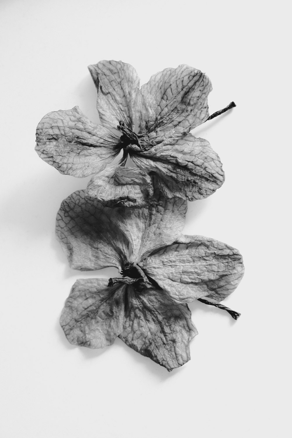three dried flowers on a white surface