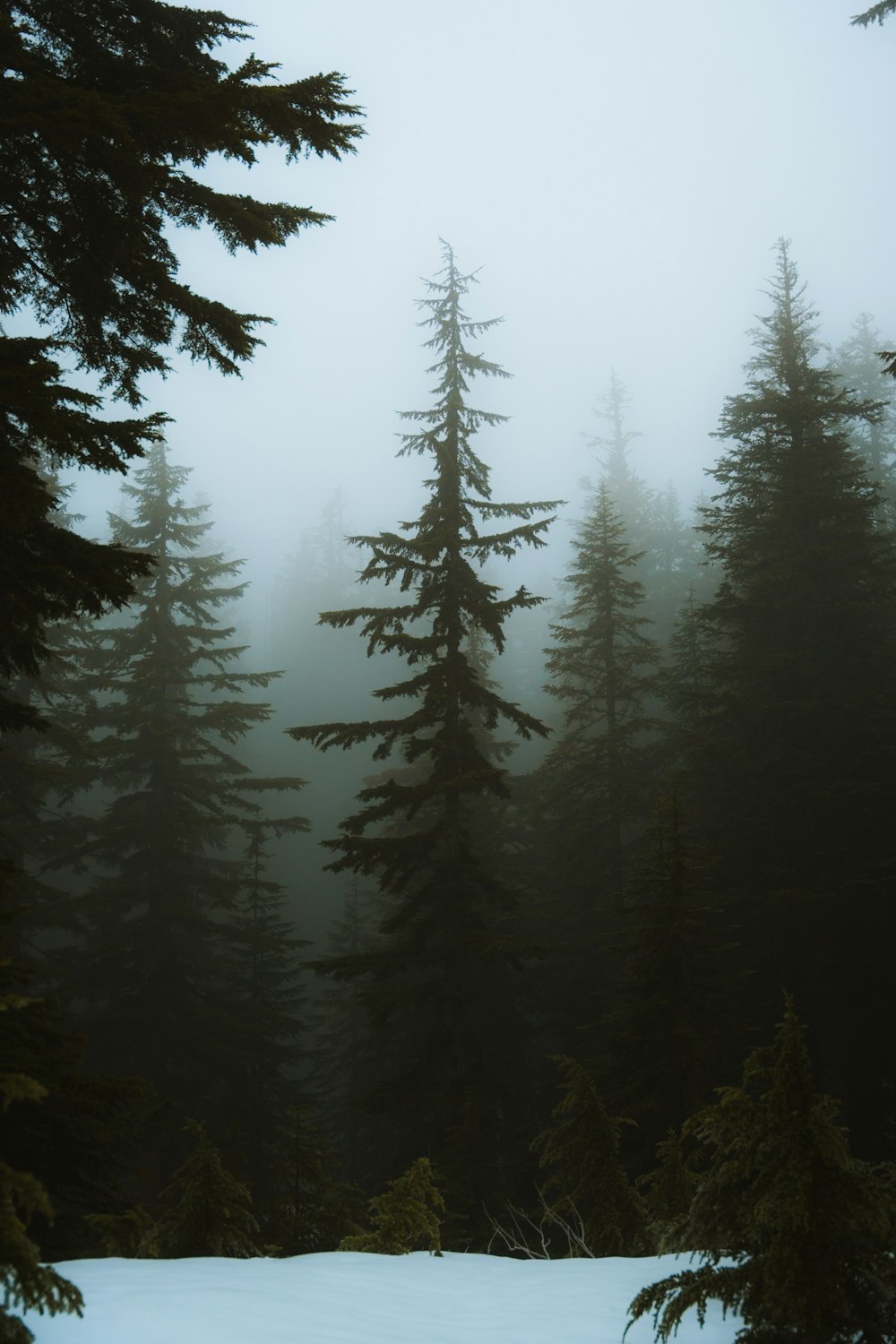 a foggy forest filled with lots of trees