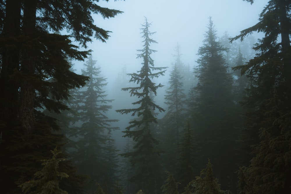 a foggy forest filled with lots of trees