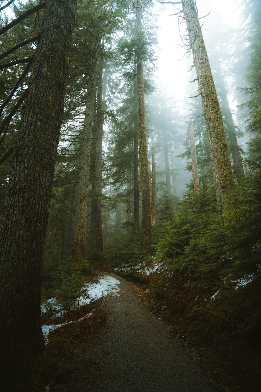 Ein Weg durch einen dichten Wald an einem nebligen Tag