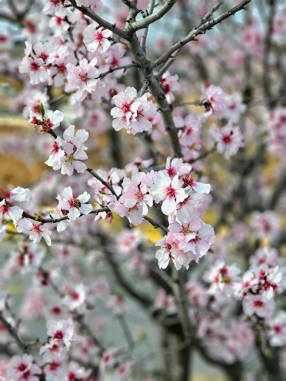 un primo piano di un albero con fiori rosa