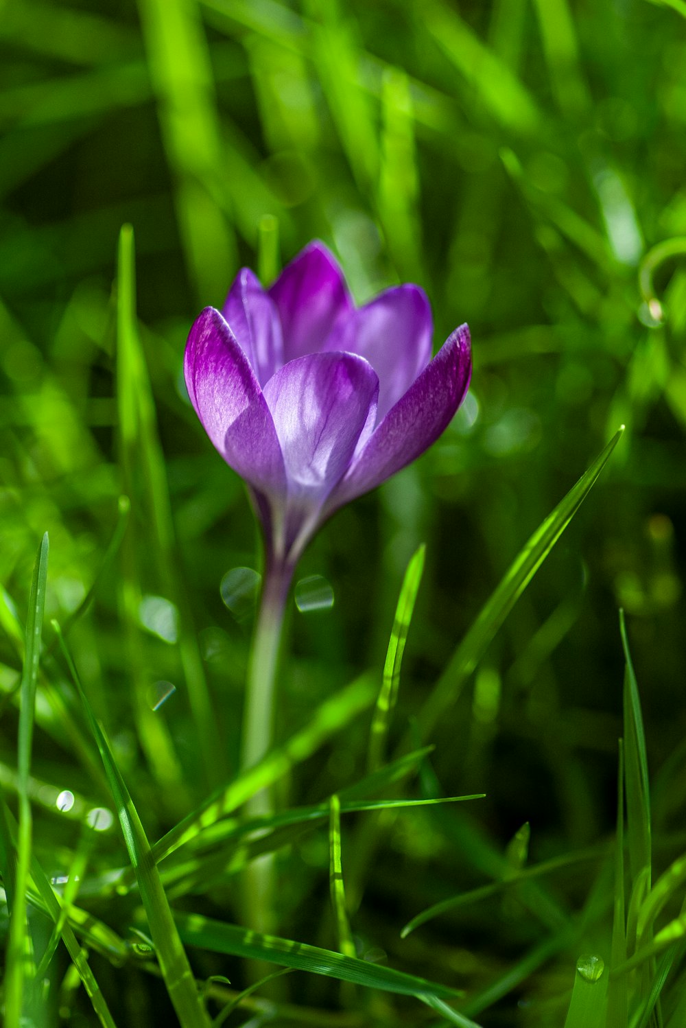 a purple flower sitting on top of a lush green field