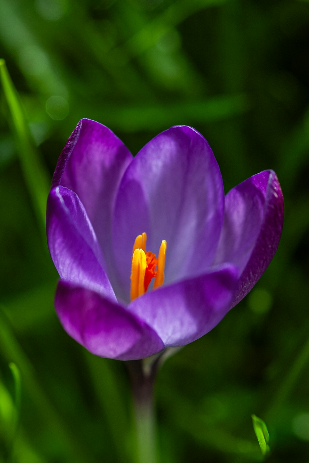 a close up of a purple flower with a green background