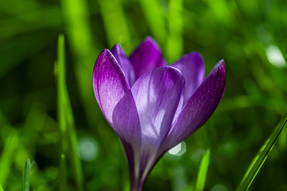 a close up of a purple flower in the grass