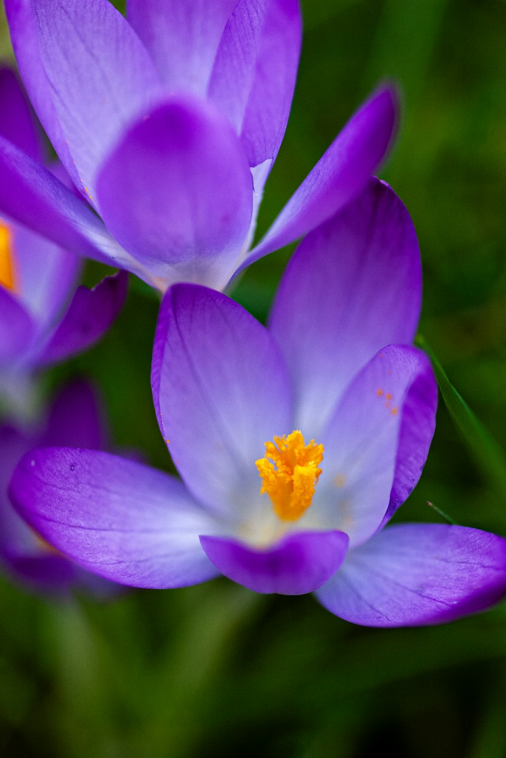 a group of purple flowers sitting on top of a lush green field