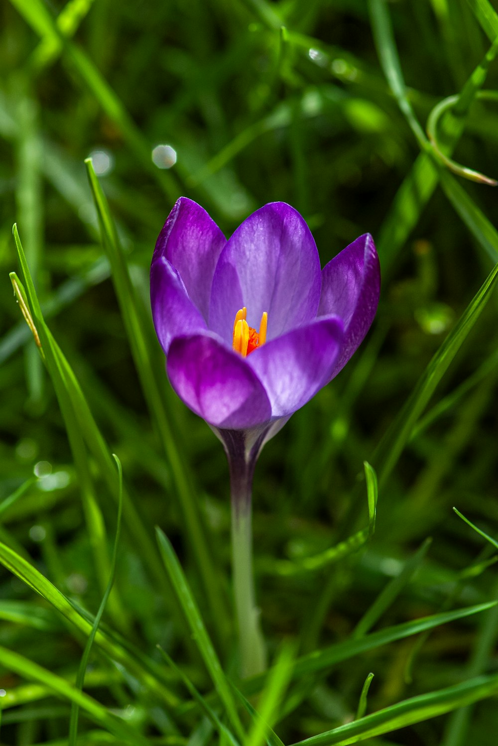 a purple flower with a yellow center in the grass