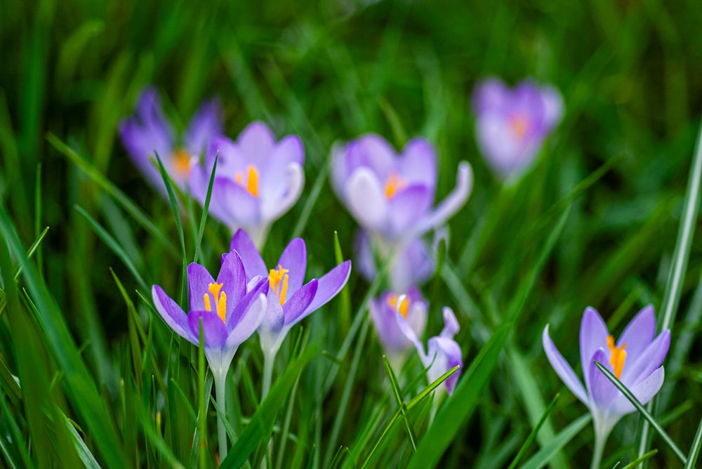 a group of purple flowers sitting on top of a lush green field