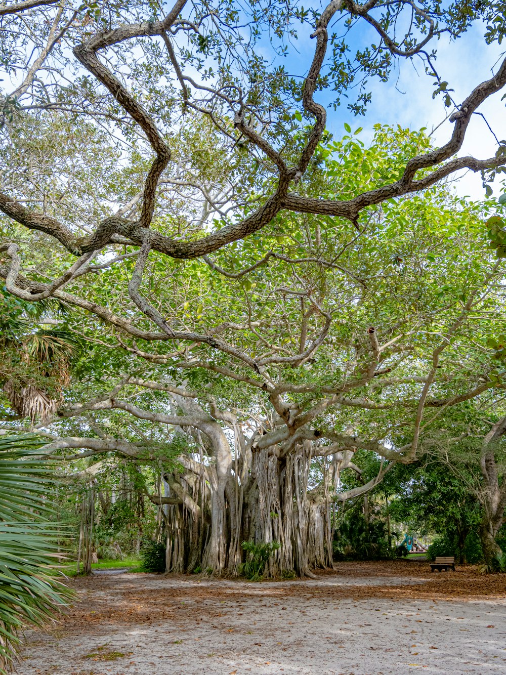 a large group of trees in the middle of a park