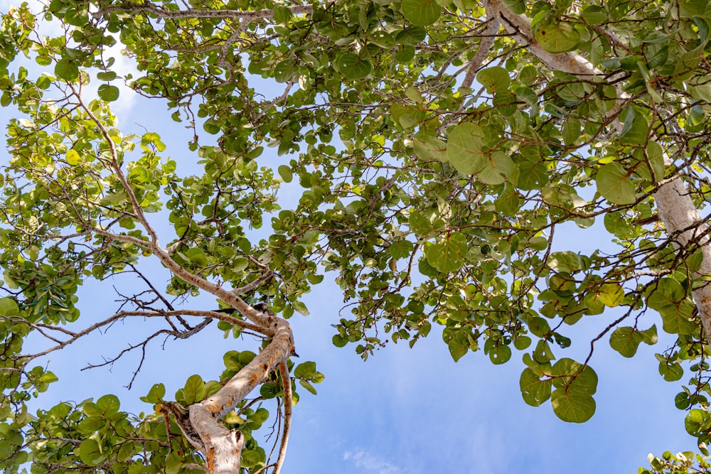 looking up at the branches of a tree