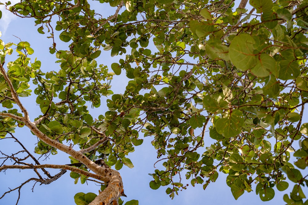 a bird perched on top of a tree branch