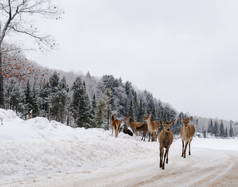 a herd of deer walking across a snow covered road