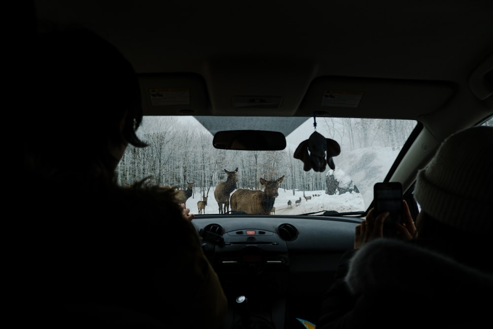 un groupe de cerfs à l’arrière d’une voiture