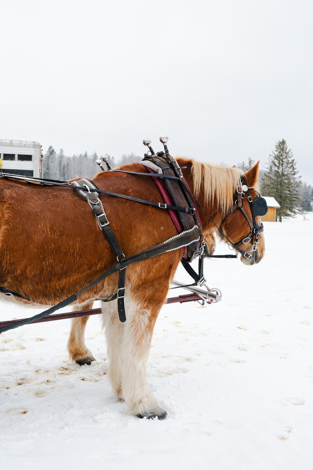 un cheval brun debout à côté d’un cheval brun et blanc