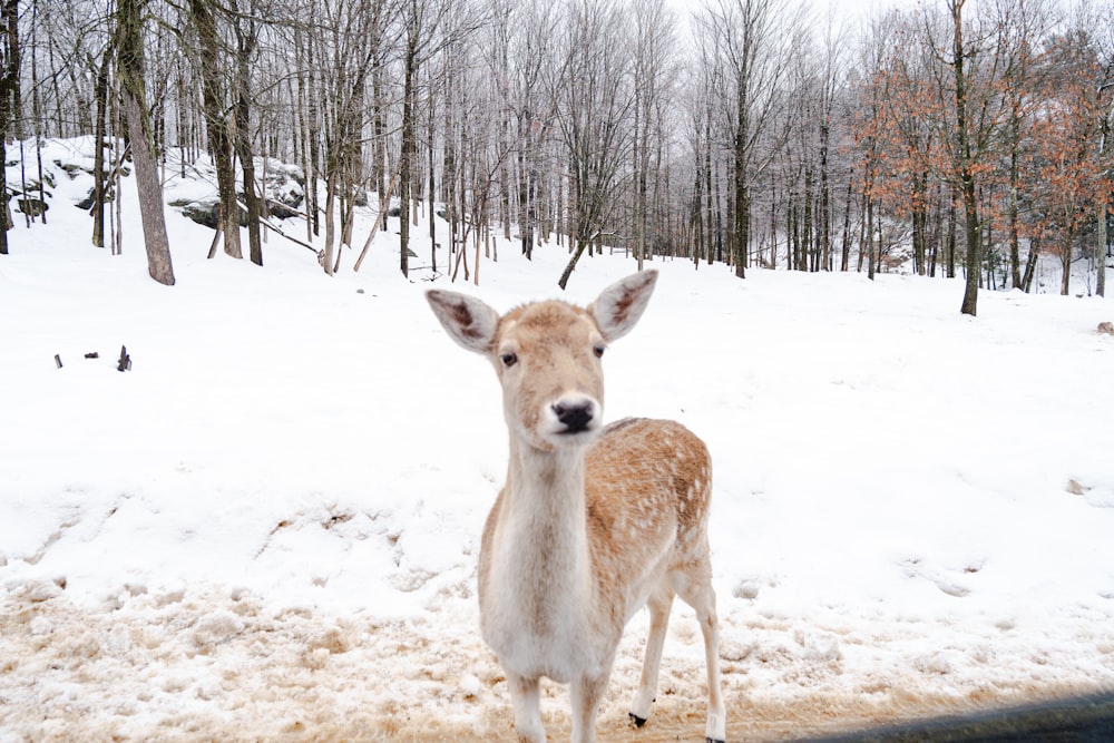 un cerf debout dans la neige devant des arbres