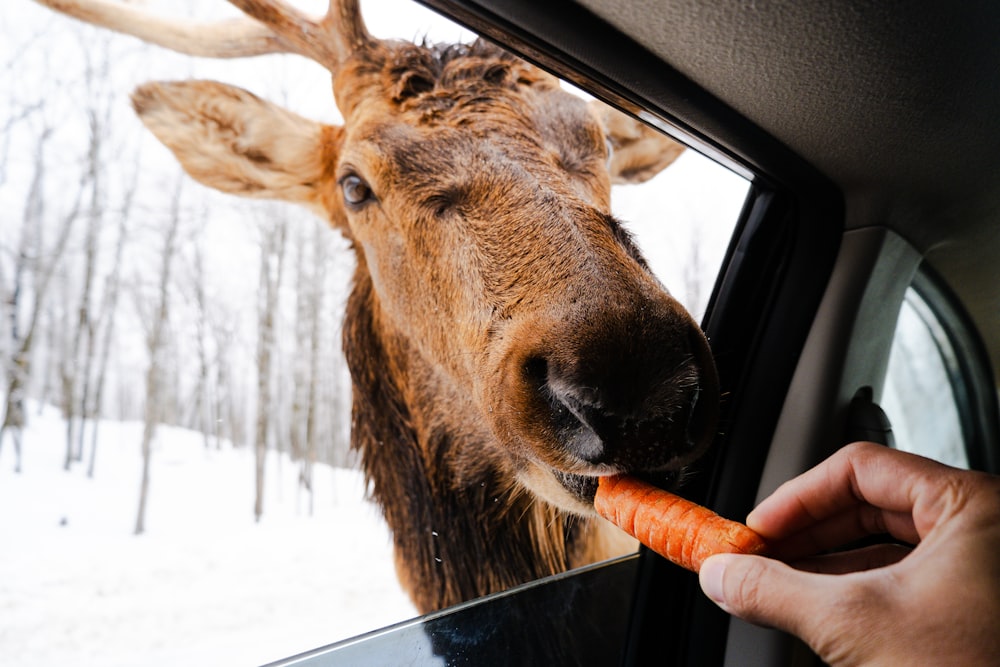 Una persona está alimentando con una zanahoria a un ciervo